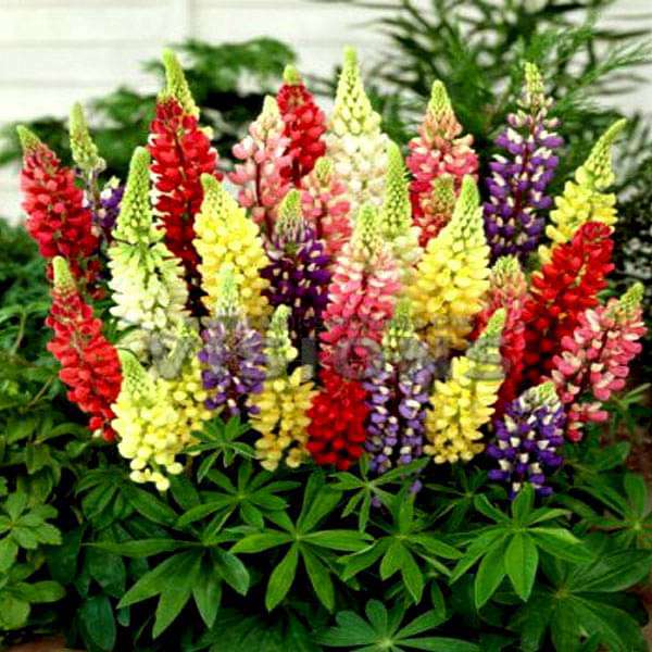 Lupin Pixie Dwarf Mixed Color Flower Seeds